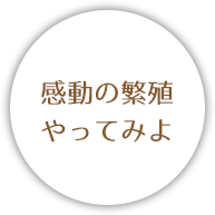 感動の繁殖やってみよ